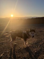 Reunited Female Dog last seen Oddie BLVD, Sparks, NV 89431