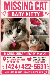 Lost Female Cat last seen Clearwater creak Newbury park, Thousand Oaks, CA 91320