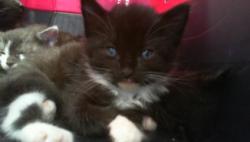 Shelter Stray Male Cat last seen CHARLOTTE, 8315 Byrum Dr, Charlotte, NC 28217, USA