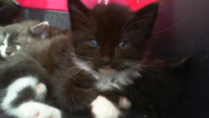 Shelter Stray Male Cat last seen CHARLOTTE, 8315 Byrum Dr, Charlotte, NC 28217, USA