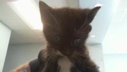 Shelter Stray Female Cat last seen CHARLOTTE, 8315 Byrum Dr, Charlotte, NC 28217, USA