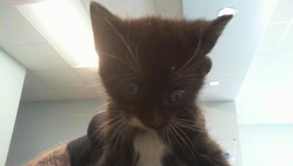 Shelter Stray Female Cat last seen CHARLOTTE, 8315 Byrum Dr, Charlotte, NC 28217, USA