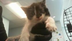 Shelter Stray Female Cat last seen CHARLOTTE, 8315 Byrum Dr, Charlotte, NC 28217, USA