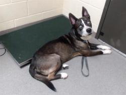 Shelter Stray Male Dog last seen Near BLOCK W EVANS AVE, DENVER CO 80219, 1241 W Bayaud Ave, Denver, CO 80223, USA