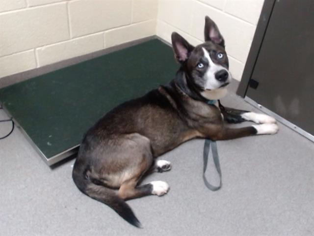Shelter Stray Male Dog last seen Near BLOCK W EVANS AVE, DENVER CO 80219, 1241 W Bayaud Ave, Denver, CO 80223, USA