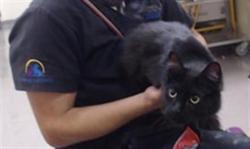 Shelter Stray Male Cat last seen Near BLOCK S HOLLY ST, DENVER CO 80246, 1241 W Bayaud Ave, Denver, CO 80223, USA
