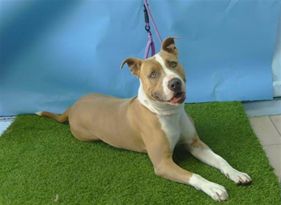 Shelter Stray Male Dog last seen , 216 W Victoria St, Gardena, CA 90248, USA