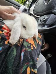 Found/Stray Male Rabbit last seen McCamey, Knoxville, TN 37909