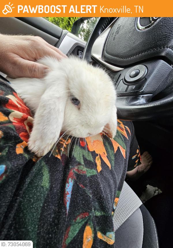 Found/Stray Male Rabbit last seen McCamey, Knoxville, TN 37909