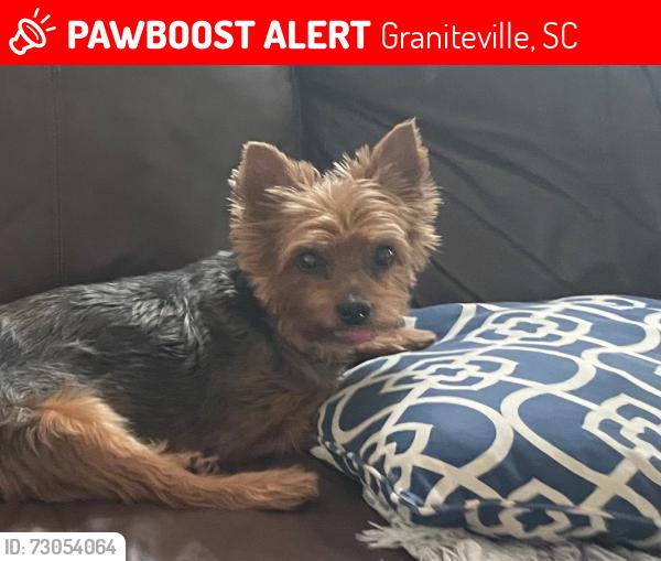 Lost Female Dog last seen Wickham Drive, Graniteville, SC 29829