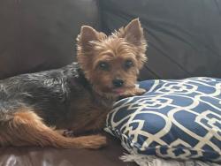Lost Female Dog last seen Wickham Drive, Graniteville, SC 29829