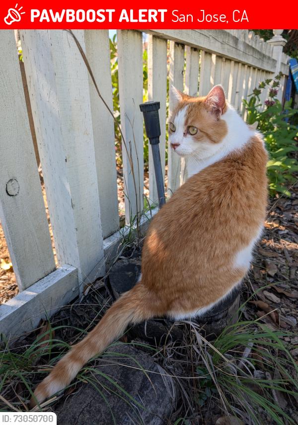 Lost Male Cat last seen Huntingdon Drive, San Jose, CA 95129
