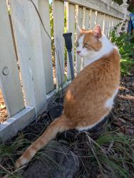 Lost Male Cat last seen Huntingdon Drive, San Jose, CA 95129