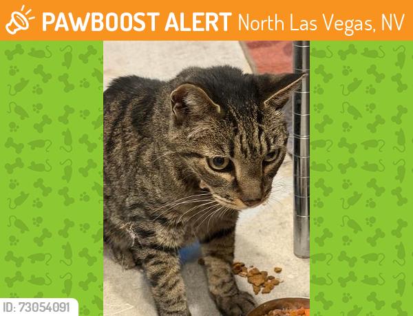Found/Stray Unknown Cat last seen Palomino ests Lone MTN and Decateru, North Las Vegas, NV 89031