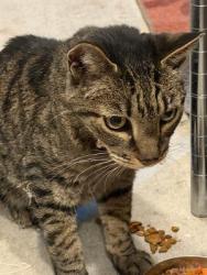 Found/Stray Unknown Cat last seen Palomino ests Lone MTN and Decateru, North Las Vegas, NV 89031