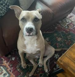 Reunited Male Dog last seen Jules Ct, Charlotte, NC 28226