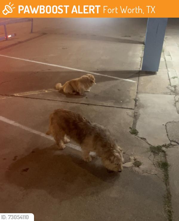 Found/Stray Unknown Dog last seen Bryant Irvin, Fast Signs, Fort Worth, TX 76107