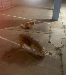 Found/Stray Unknown Dog last seen Bryant Irvin, Fast Signs, Fort Worth, TX 76107