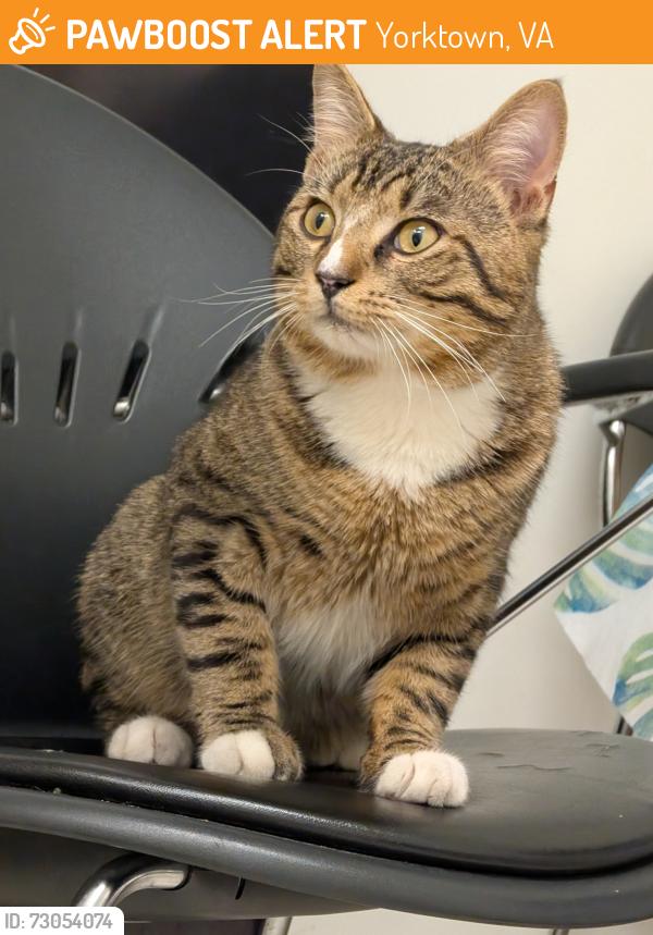 Found/Stray Male Cat last seen Found near Aero Circle, taken to friends hse in Yorktown , Hampton, VA 23666