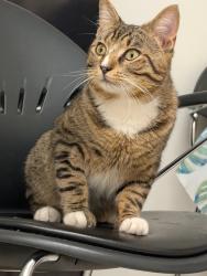 Found/Stray Male Cat last seen Found near Aero Circle, taken to friends hse in Yorktown , Hampton, VA 23666
