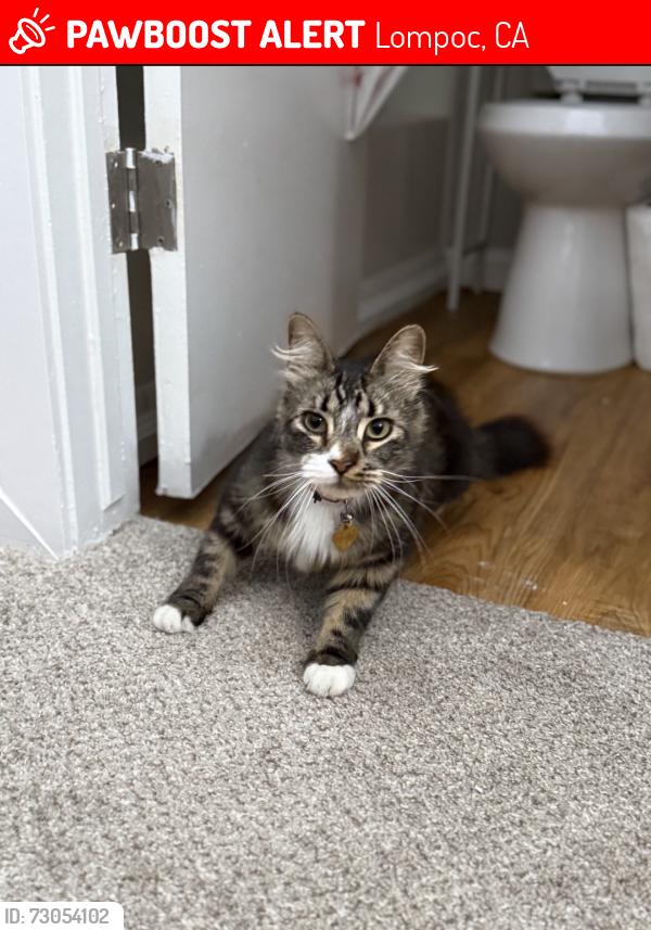 Lost Male Cat last seen W north Ave, Lompoc, CA 93436