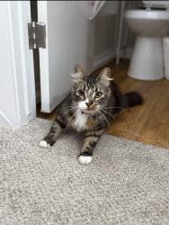 Lost Male Cat last seen W north Ave, Lompoc, CA 93436
