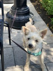 Lost Male Dog last seen 64th & Callowhill , Philadelphia, PA 19151