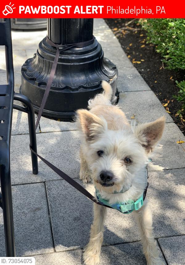 Lost Male Dog last seen 64th & Callowhill , Philadelphia, PA 19151