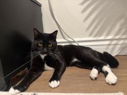 Reunited Male Cat last seen Benson, Upland, CA 91786