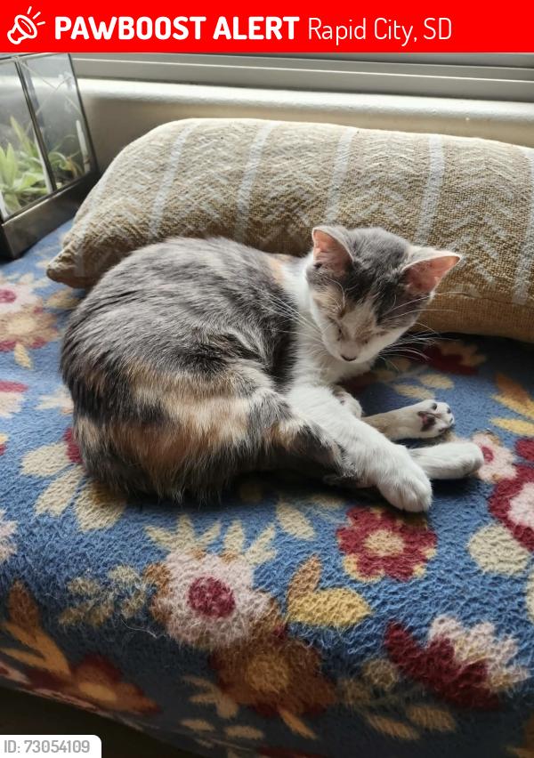 Lost Female Cat last seen Near Menards and the apmts behind, Rapid City, SD 57703