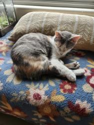Lost Female Cat last seen Near Menards and the apmts behind, Rapid City, SD 57703