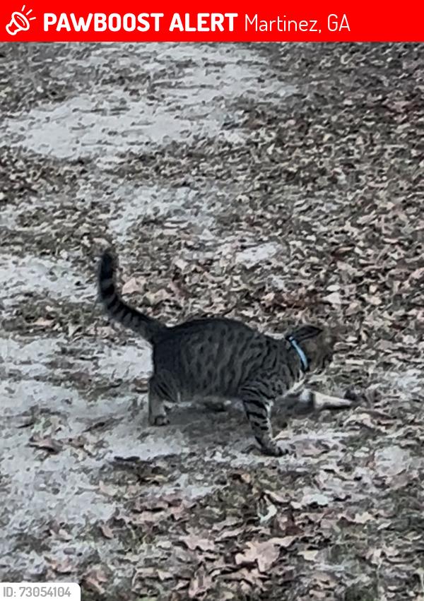 Lost Male Cat last seen Rainbow St, Martinez, GA 30907