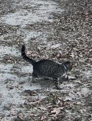 Lost Male Cat last seen Rainbow St, Martinez, GA 30907
