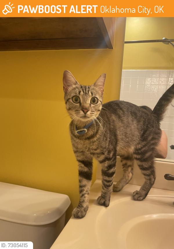 Found/Stray Female Cat last seen Porter/Sunnylane and Indian Hills, Oklahoma City, OK 73160