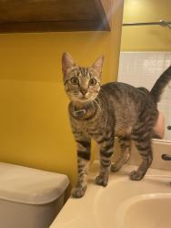 Found/Stray Female Cat last seen Porter/Sunnylane and Indian Hills, Oklahoma City, OK 73160