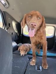 Found/Stray Male Dog last seen Crystal lake drive, marine creek park trail, Fort Worth, TX 76135