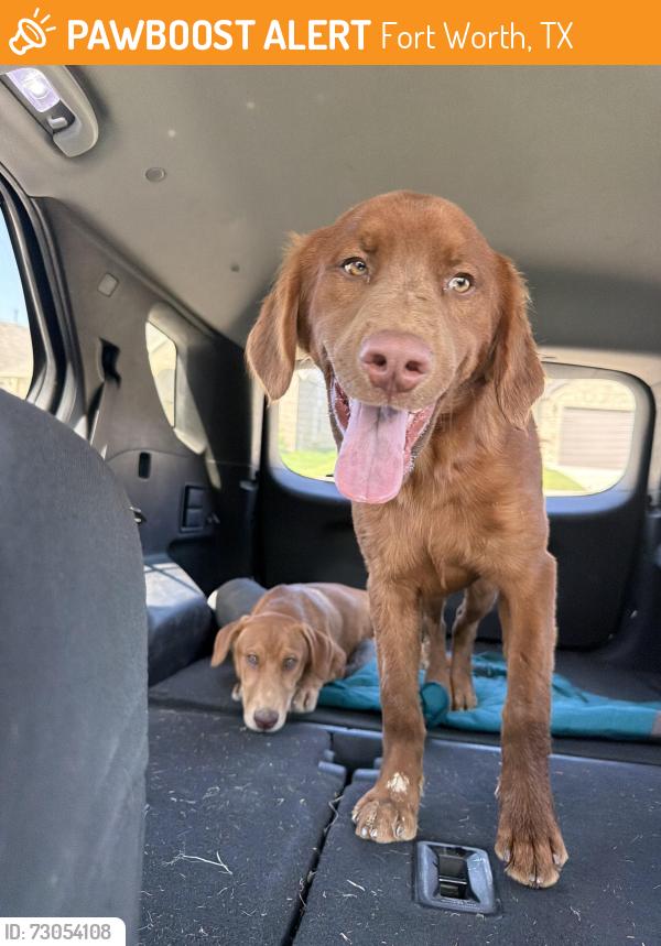 Found/Stray Male Dog last seen Crystal lake drive, marine creek park trail, Fort Worth, TX 76135