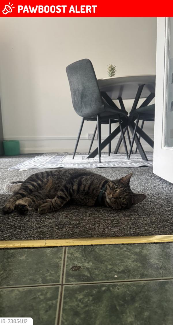 Lost Male Cat last seen Affleck Road , Essex, England CO4 3XR