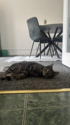 Lost Male Cat last seen Affleck Road , Essex, England CO4 3XR