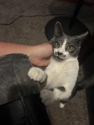 Found/Stray Female Cat last seen 74TH CT and Palmer, Elmwood Park, IL 60707