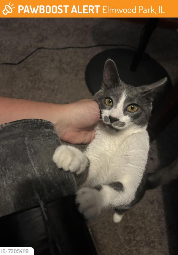 Found/Stray Female Cat last seen 74TH CT and Palmer, Elmwood Park, IL 60707