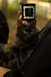 Lost Female Cat last seen Admiral st, Providence, RI 02908