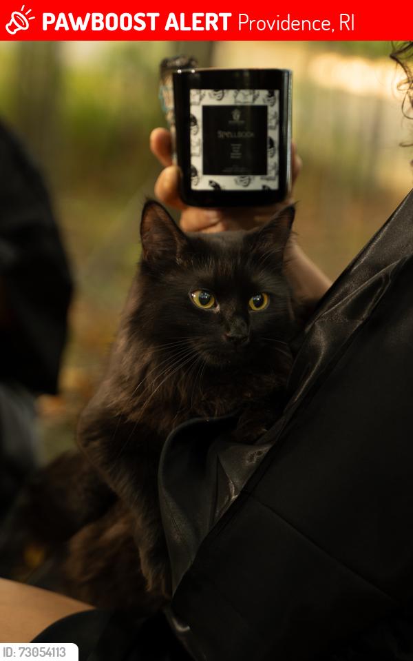Lost Female Cat last seen Admiral st, Providence, RI 02908