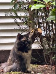Found/Stray Female Cat last seen Green Timbers Urban Forest Park, Surrey, BC V3T 5W2