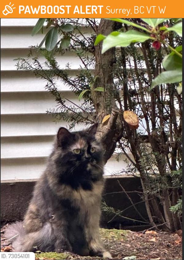 Found/Stray Female Cat last seen Green Timbers Urban Forest Park, Surrey, BC V3T 5W2
