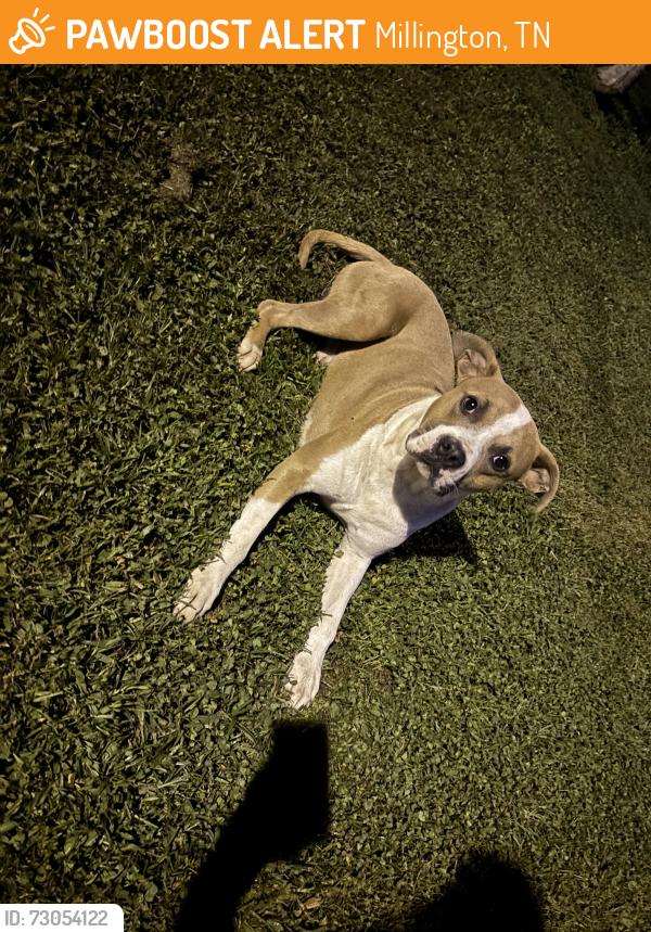 Found/Stray Male Dog last seen Closest to front office of trailer park, Millington, TN 38053