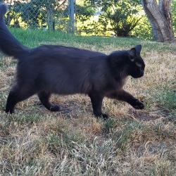 Found/Stray Female Cat last seen Chatnicka St NW and Glen Creek NW, Salem, OR 97304