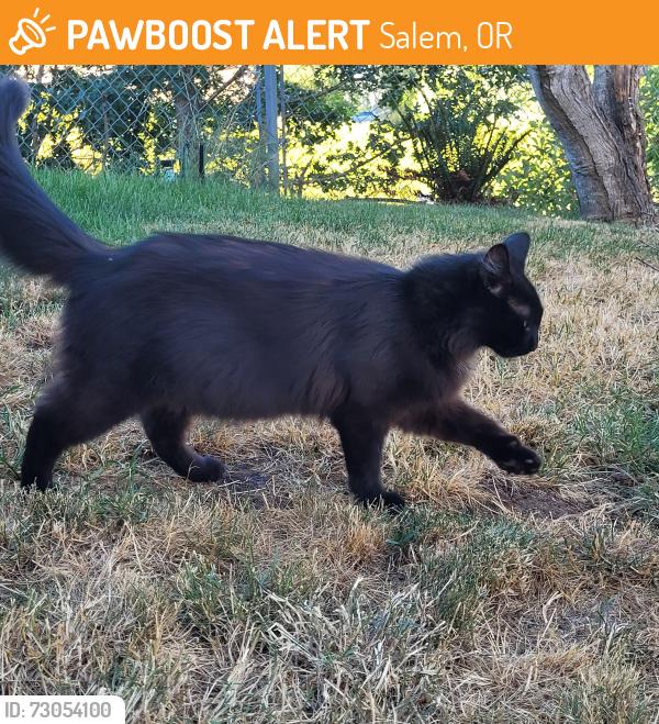 Found/Stray Female Cat last seen Chatnicka St NW and Glen Creek NW, Salem, OR 97304