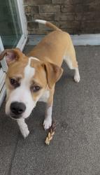 Found/Stray Male Dog last seen Walmart, Houston, TX 77063