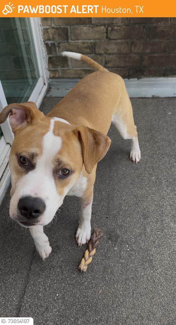 Found/Stray Male Dog last seen Walmart, Houston, TX 77063